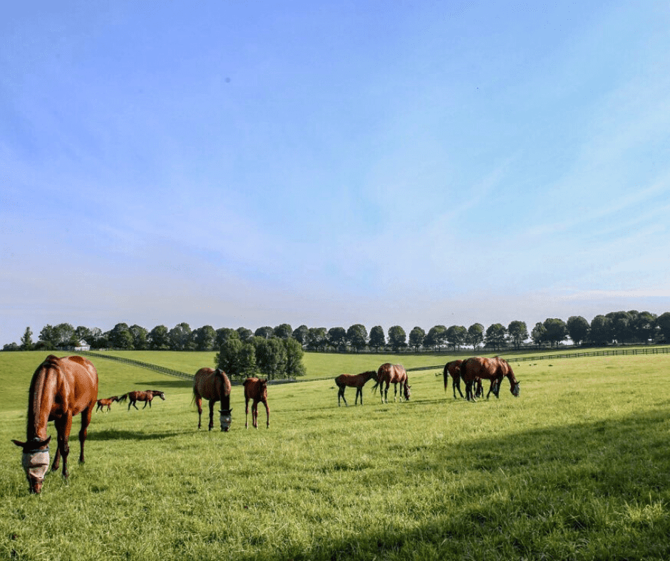 Horse Country Tours