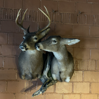 Kissing Deer